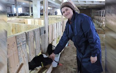 Новый телятник в КУСХП &laquo;АгроСитцы&raquo; возвели хозяйственным способом